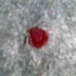 Another drop of Blood which fell on the floor